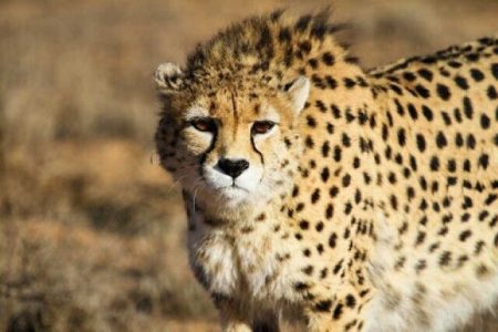 یوزپلنگ دیگری در استان سمنان در تصادف با خودروهای عبوری تلف شد
