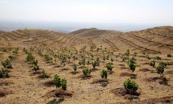 زراعت چوب ؛راهکاری برای اشتغال روستایی و کاهش فشار بر جنگل