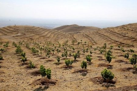 زراعت چوب ؛راهکاری برای اشتغال روستایی و کاهش فشار بر جنگل