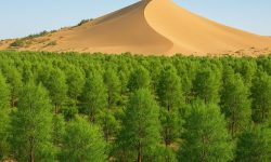 دو میلیون اصله نهال در سطح استان سمنان توزیع می شود
