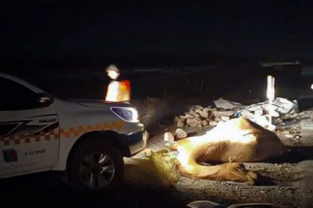 برخورد ۲ خودرو با شتر در استان سمنان، باعث فوت یک نفر و چهار مصدوم شد