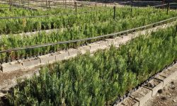 ۷۸۰ هکتار اراضی سمنان زیر کشت طرح زراعت چوب رفت