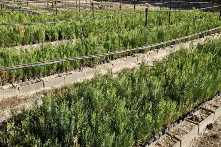 ۷۸۰ هکتار اراضی سمنان زیر کشت طرح زراعت چوب رفت