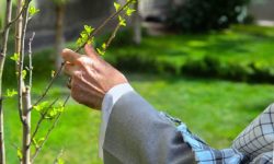 غرس ۲ میلیون اصله نهال در استان سمنان