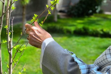 غرس ۲ میلیون اصله نهال در استان سمنان
